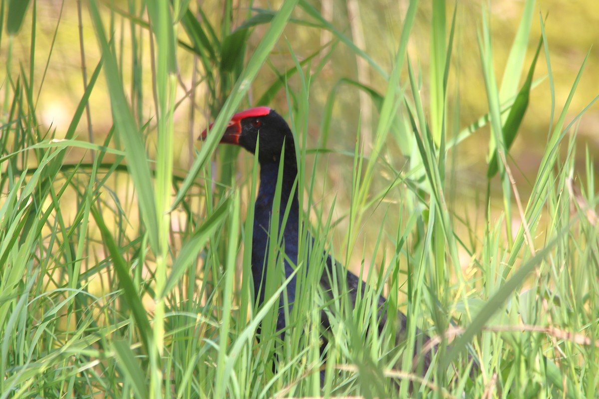Calamón Australiano - ML646502542