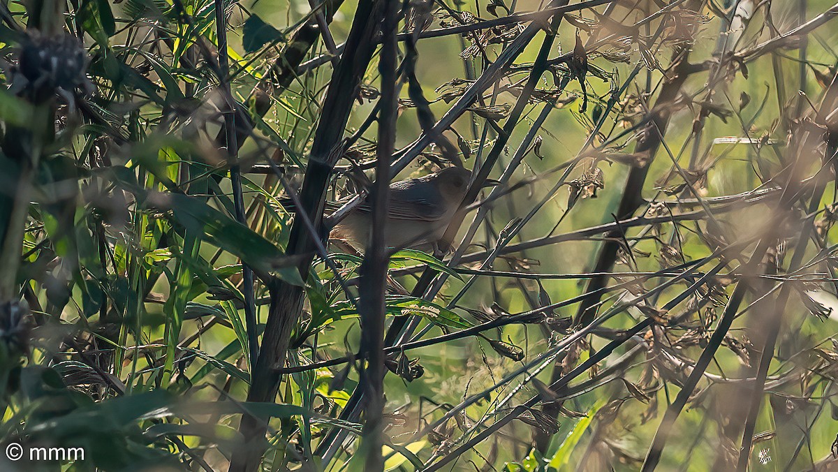 Red-faced Cisticola - ML646502544