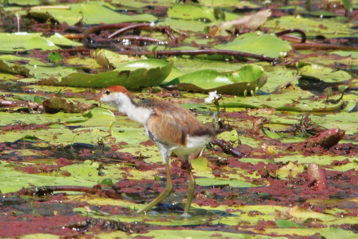 Jacana Crestada - ML646502549