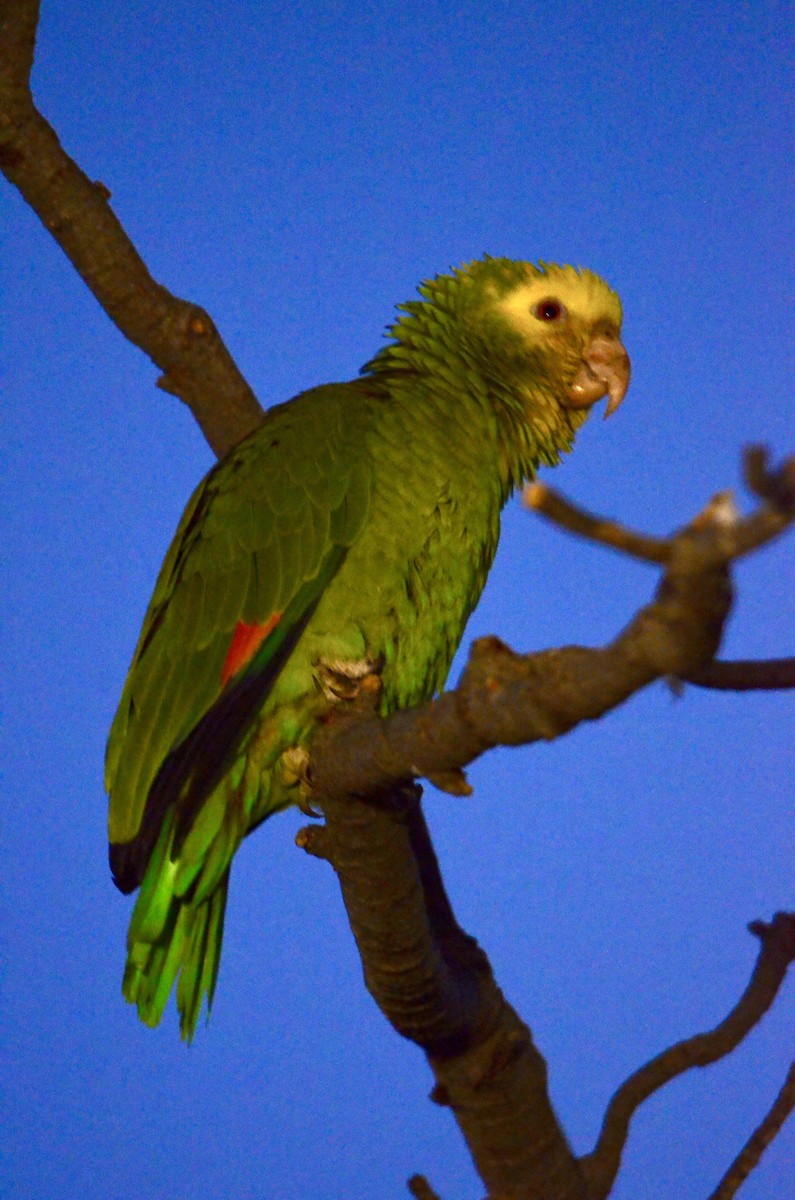 Yellow-headed Amazon - ML646502550