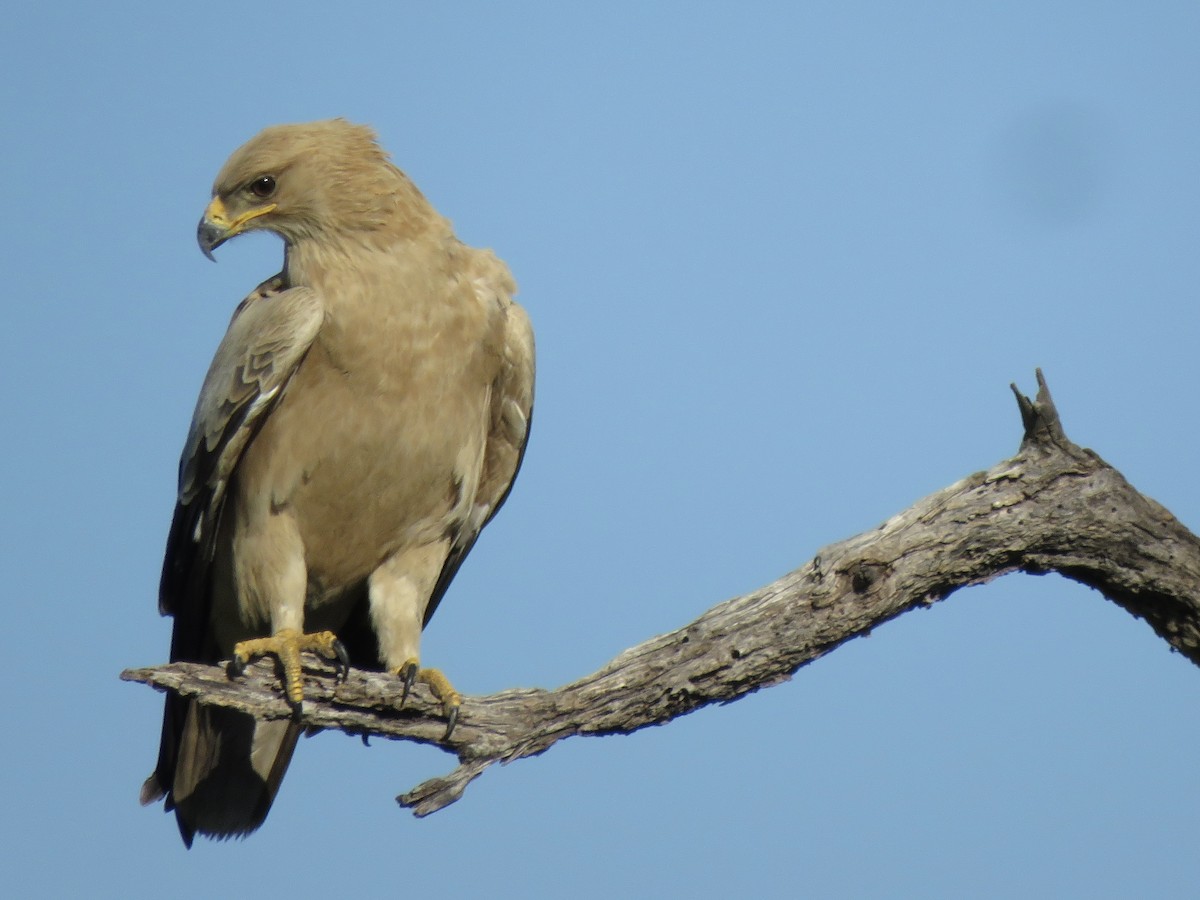 Tawny Eagle - ML646502556