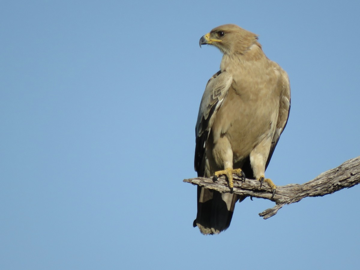 Tawny Eagle - ML646502557