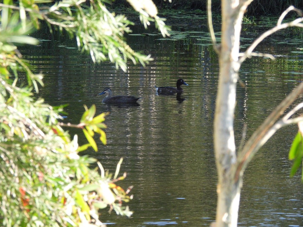 Hardhead - ML646502558