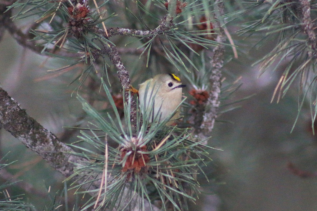 Goldcrest - ML646502559