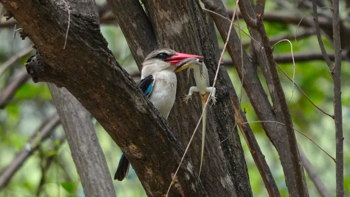 Braunkopfliest - ML646502563