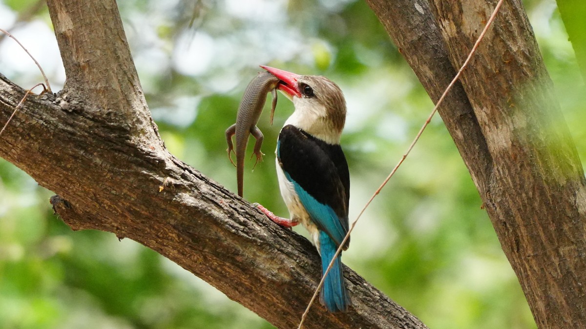 Braunkopfliest - ML646502564