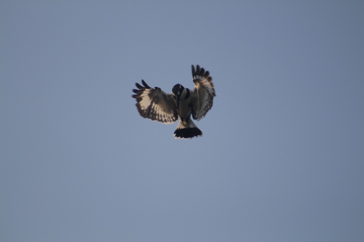 פרפור עקוד - ML646502567