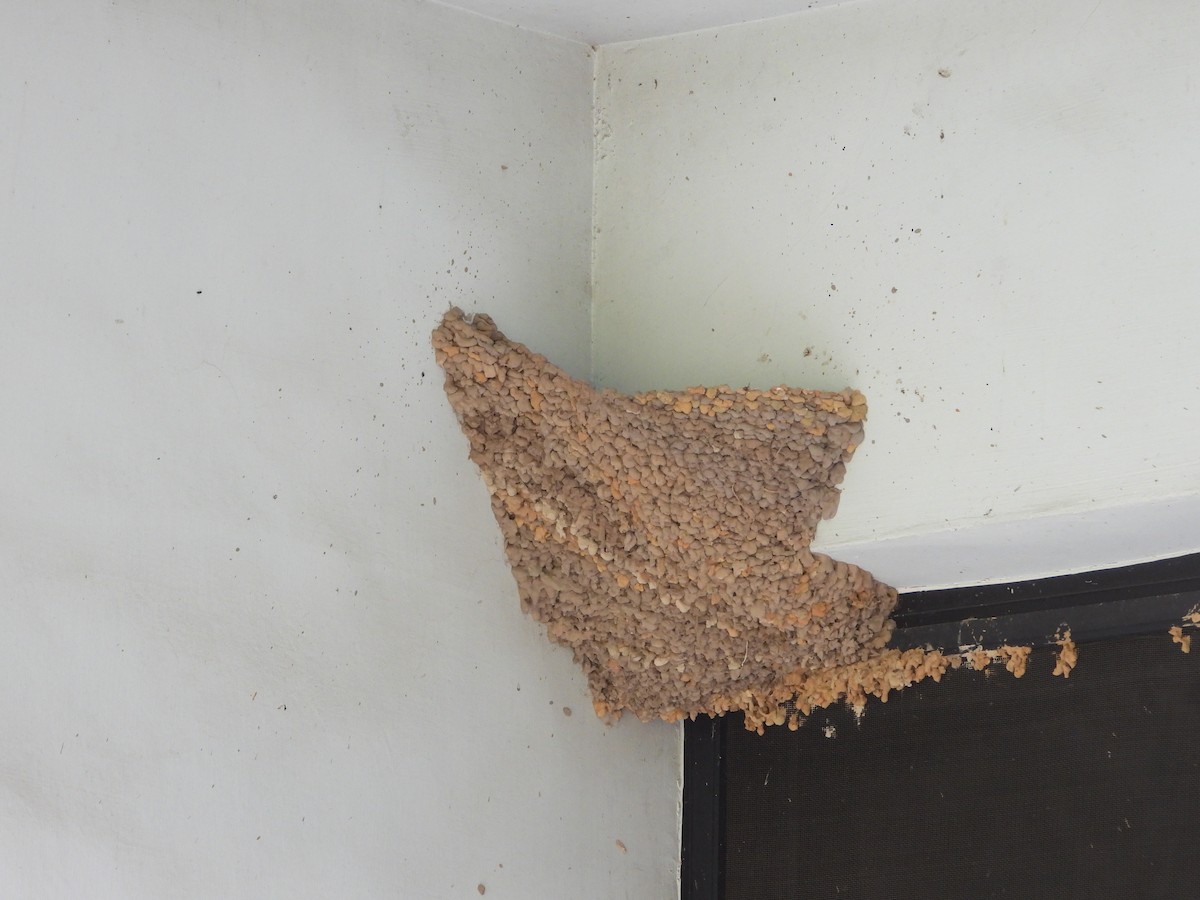 Strichelrötelschwalbe [striolata-Gruppe] - ML646502568