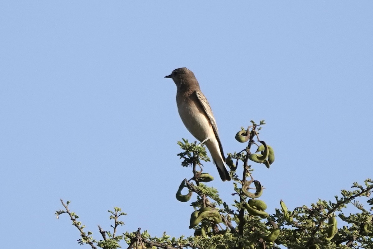 Gray Cuckooshrike - ML646502570