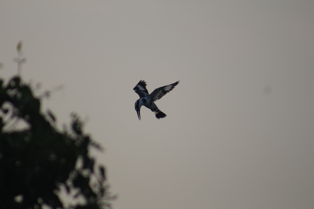 פרפור עקוד - ML646502572