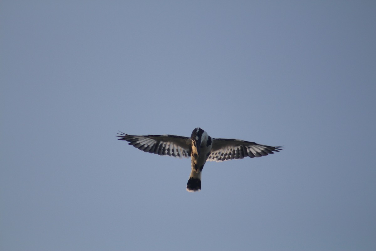 פרפור עקוד - ML646502573