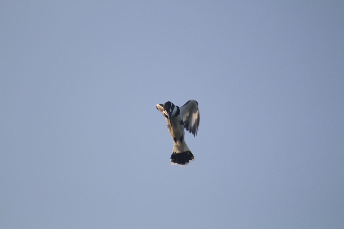 פרפור עקוד - ML646502574