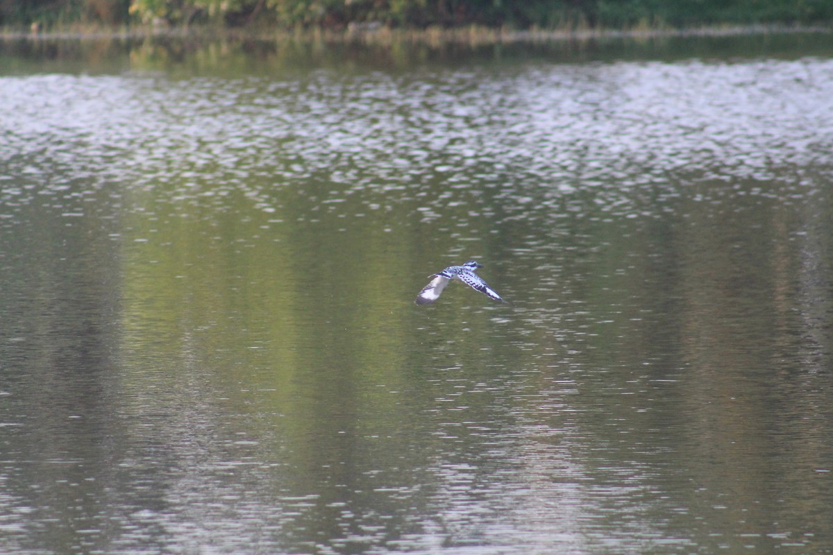 פרפור עקוד - ML646502575