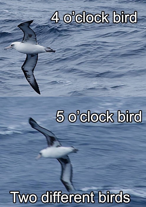 albatros laysanský - ML646502576