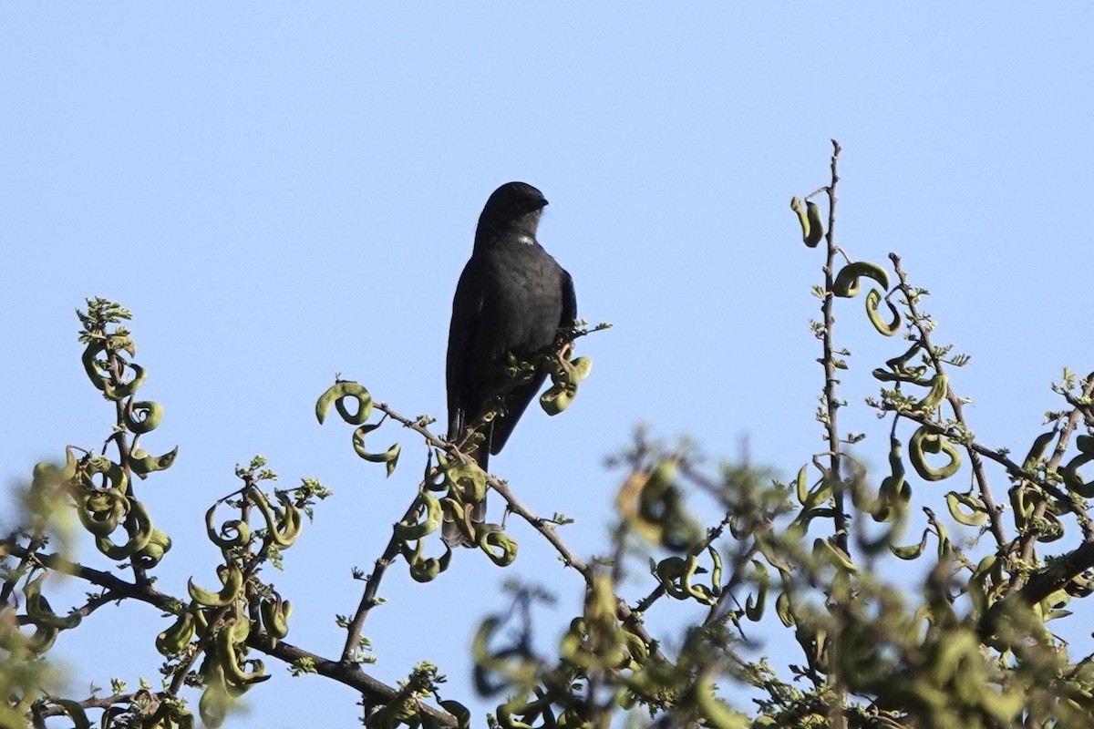Gray Cuckooshrike - ML646502578