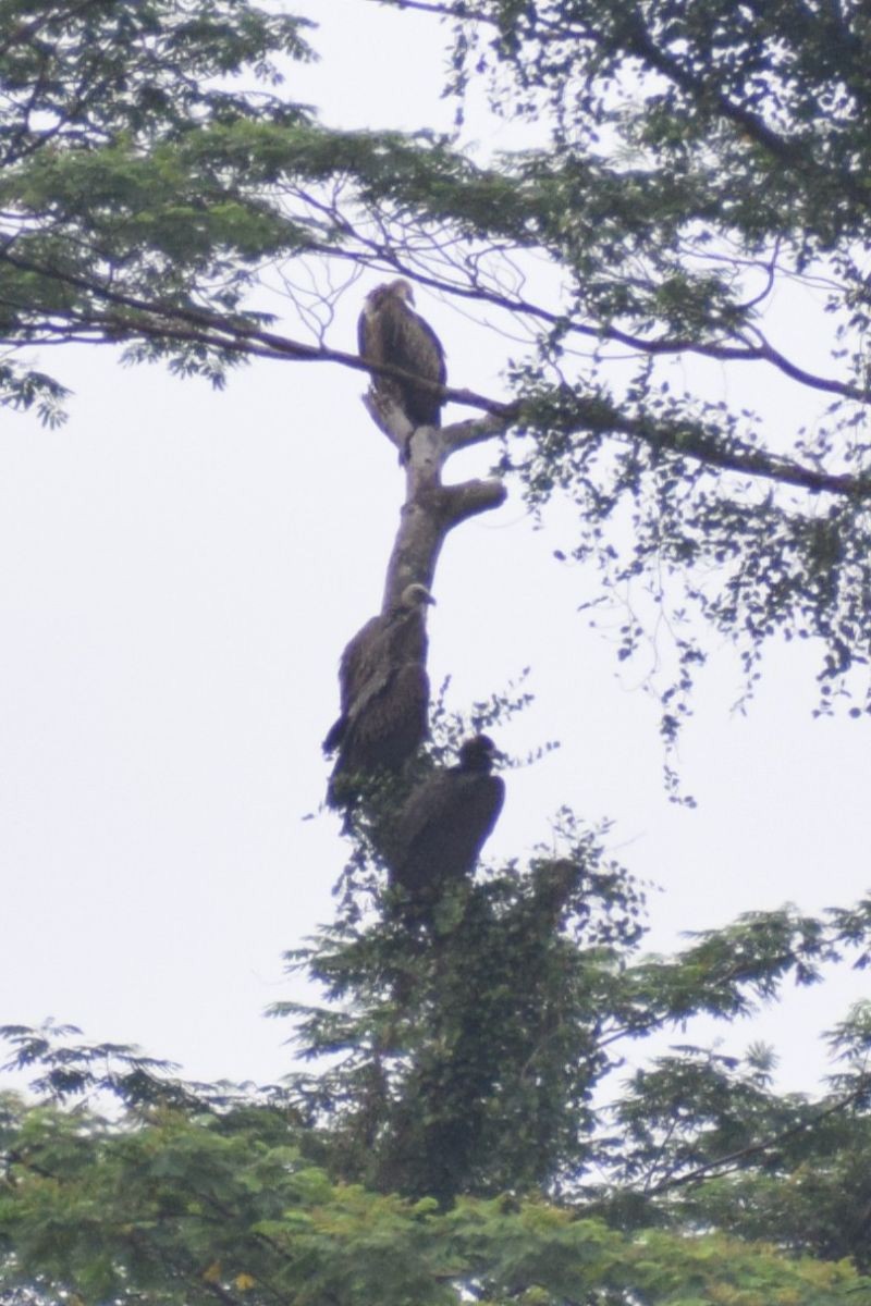 Buitre Negro - ML646502579