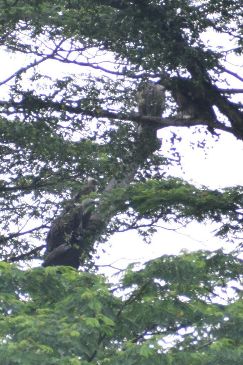 Buitre Negro - ML646502580