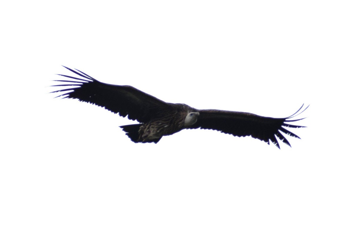 Кумай - ML646502583