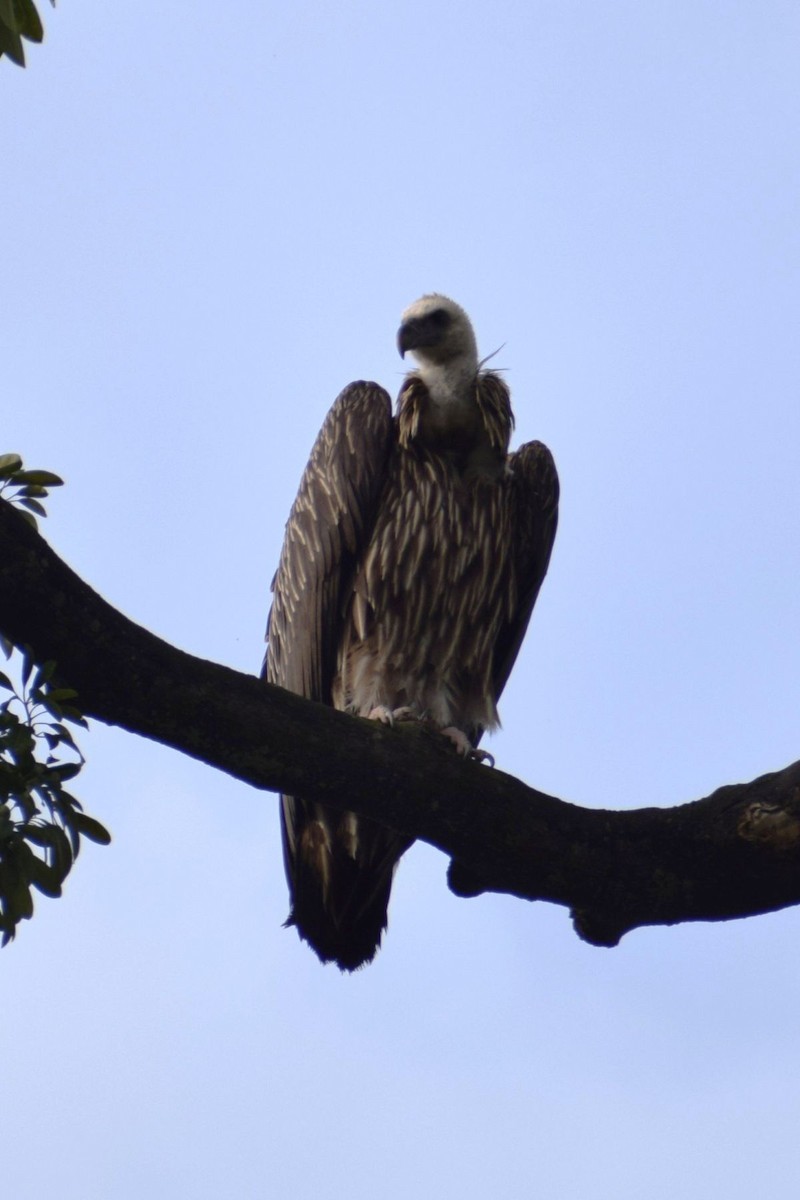 Кумай - ML646502584