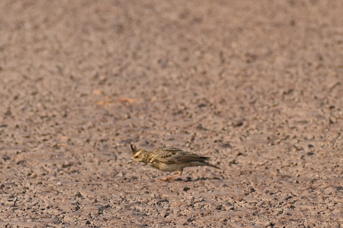 Malabar Lark - ML646502587