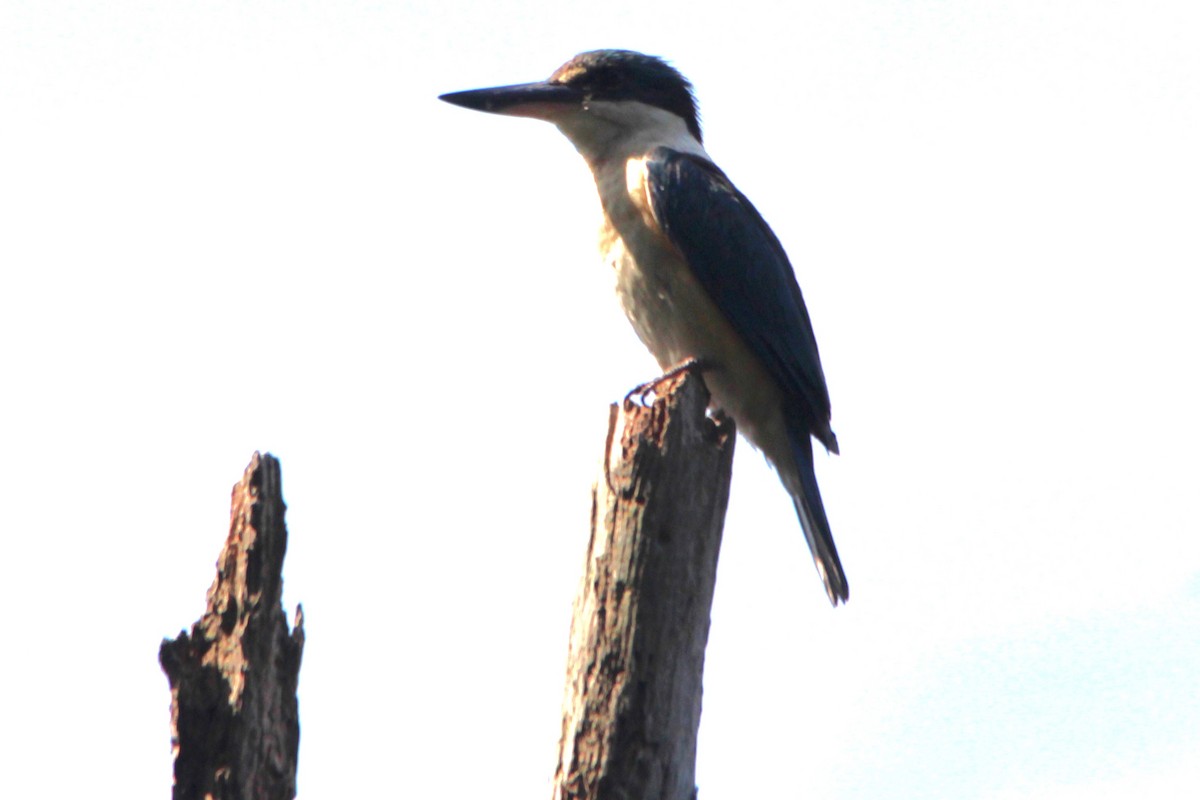 Alción Sagrado - ML646502589