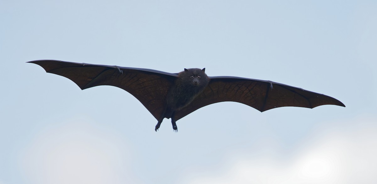 Black-eared Flying-fox - ML646502590