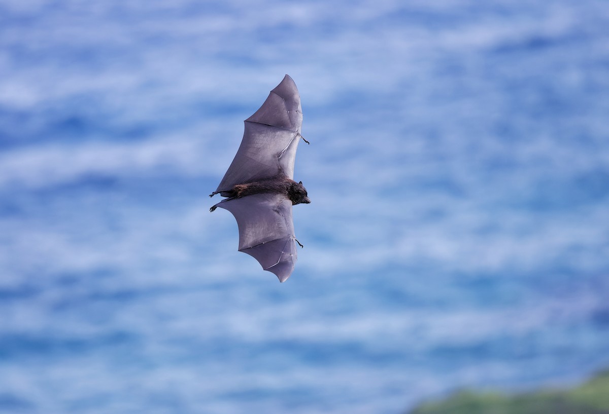 Black-eared Flying-fox - ML646502592