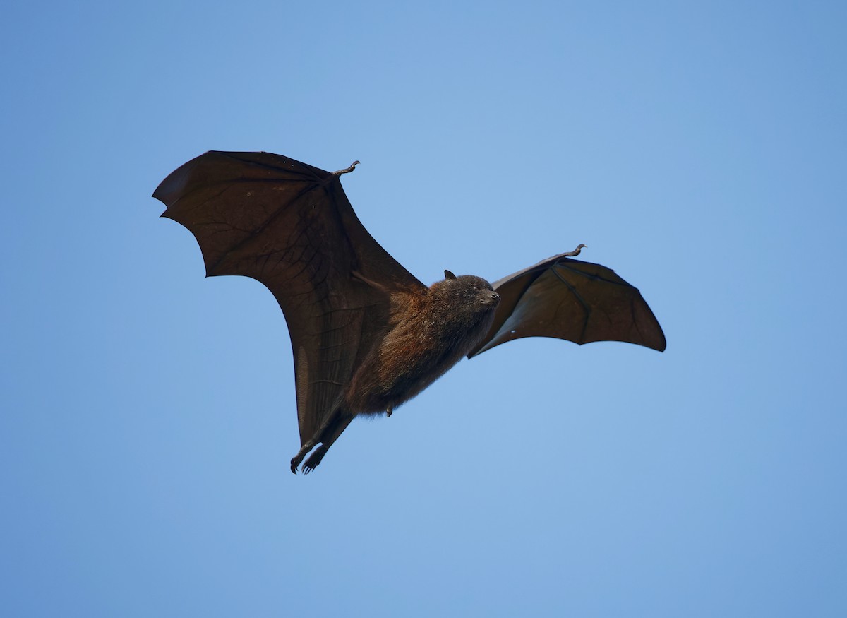 Black-eared Flying-fox - ML646502593