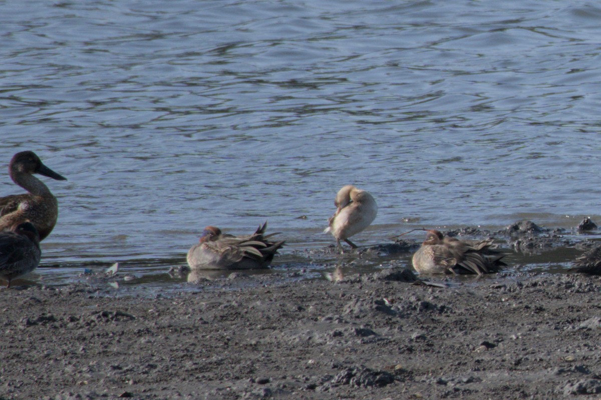 カイツブリ - ML646502594