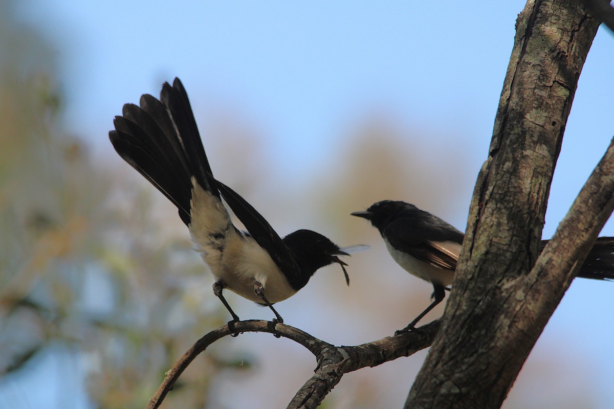 Abanico Lavandera - ML646502600