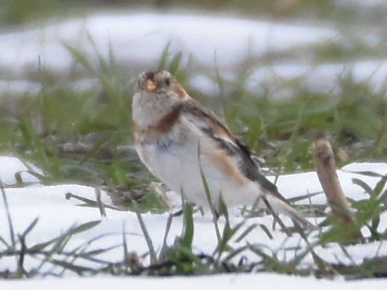 雪鵐 - ML646502601