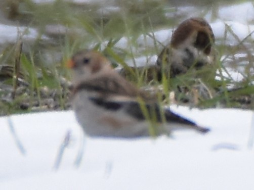 雪鵐 - ML646502602