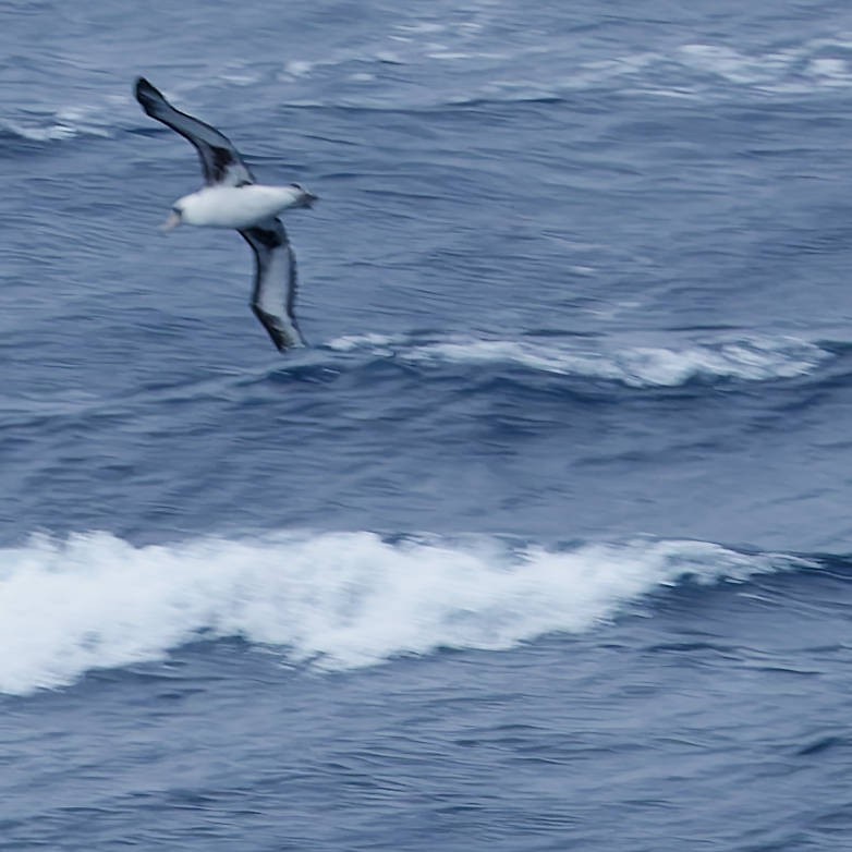 albatros laysanský - ML646502603