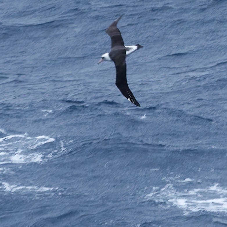 albatros laysanský - ML646502605