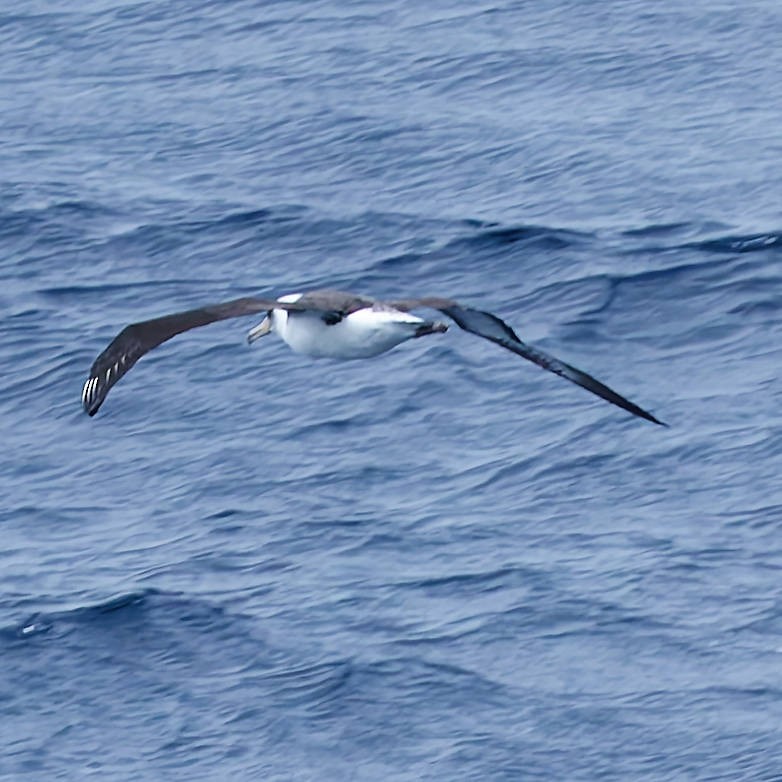 albatros laysanský - ML646502606