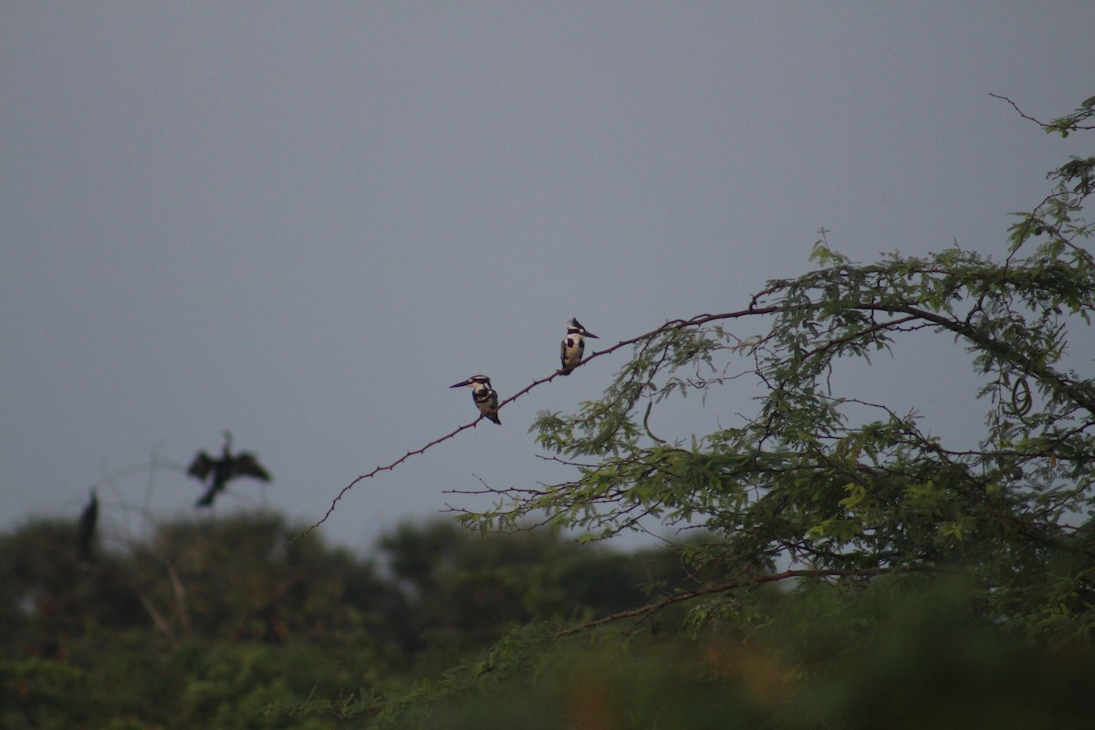 פרפור עקוד - ML646502608
