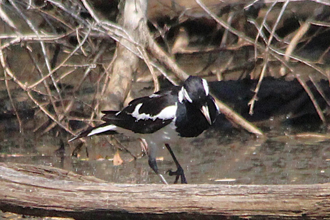 Grallina Australiana - ML646502611