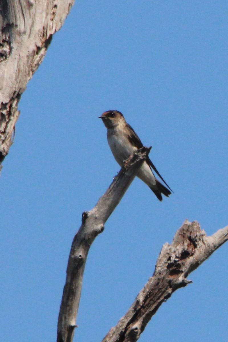Golondrina Arborícola - ML646502617