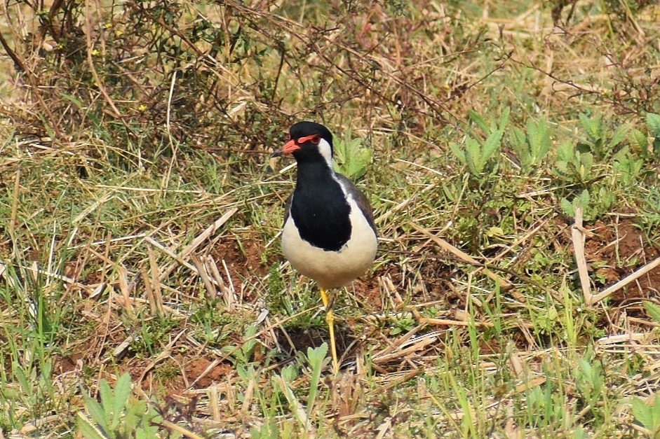 Red-wattled Lapwing - ML646502619
