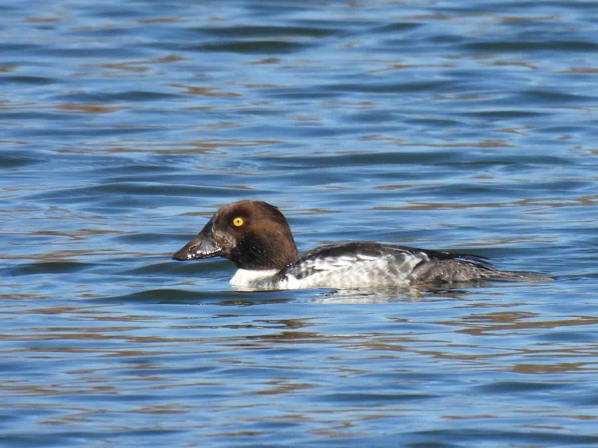 Common Goldeneye - ML646502627