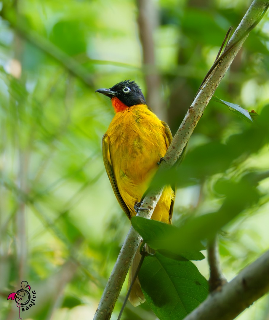 Flame-throated Bulbul - ML646502631