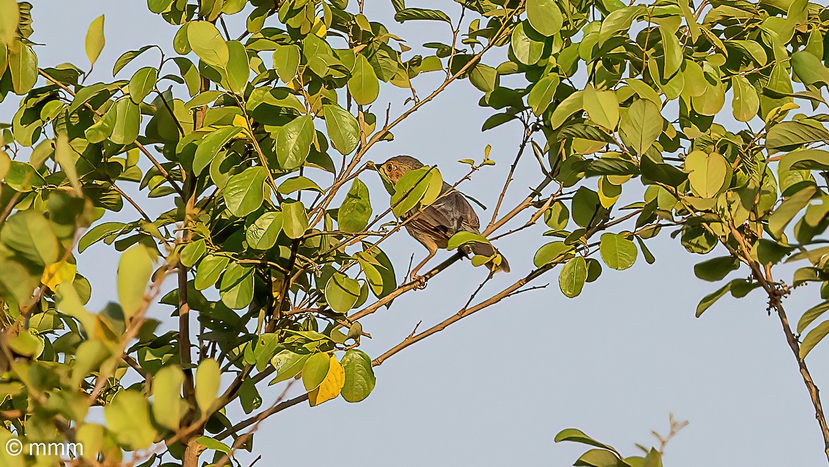 Red-faced Cisticola - ML646502633