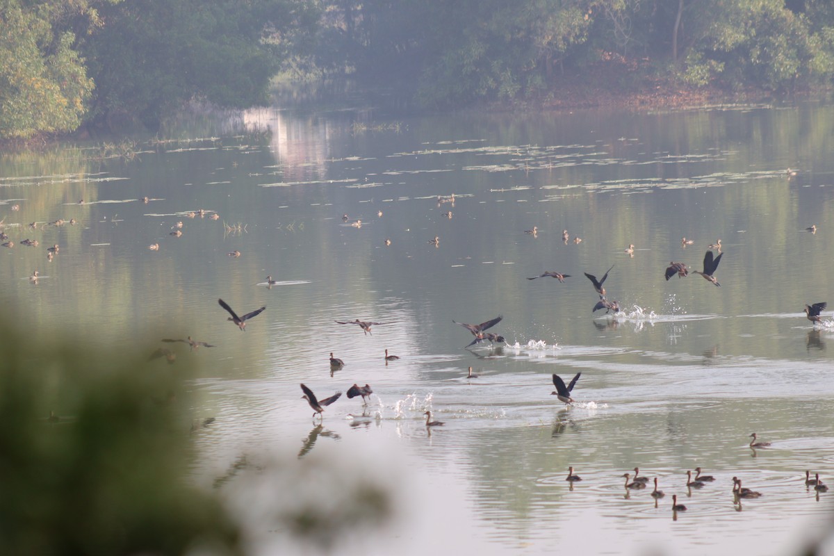Lesser Whistling-Duck - ML646502637
