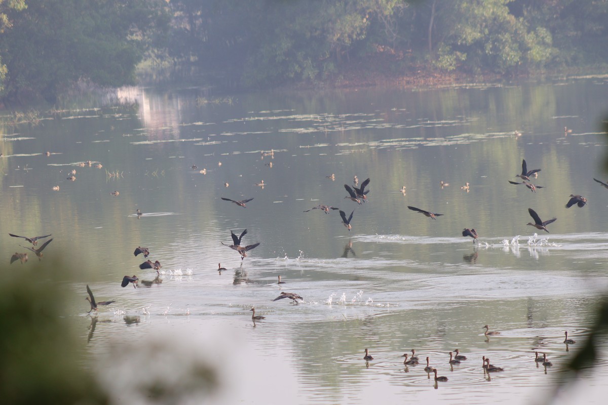 Lesser Whistling-Duck - ML646502638