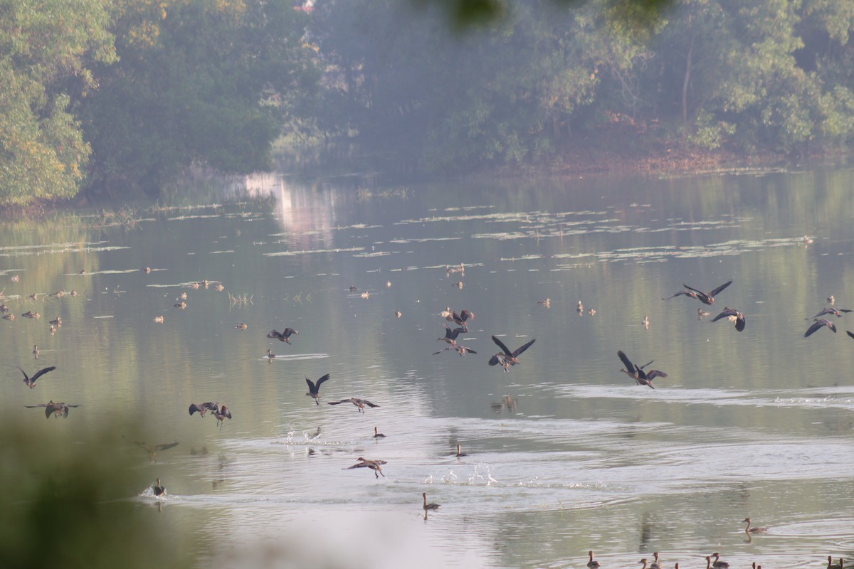 Lesser Whistling-Duck - ML646502639