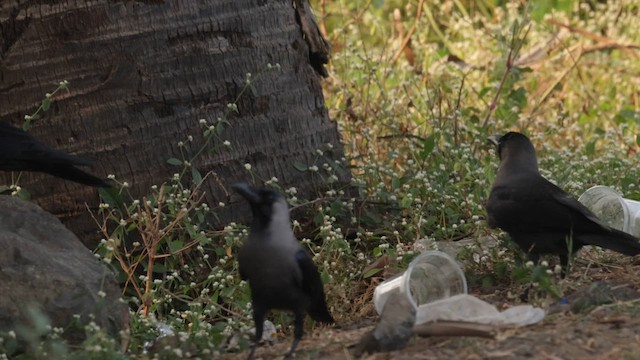 עורב הודי - ML646502642
