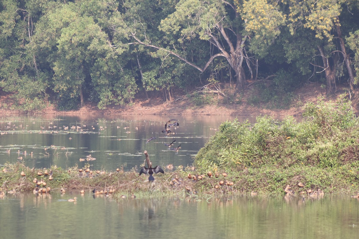Oriental Darter - ML646502646