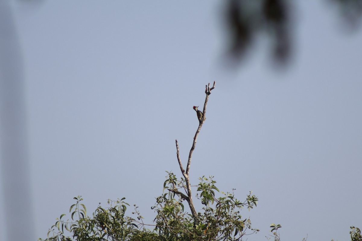 Black-rumped Flameback - ML646502659
