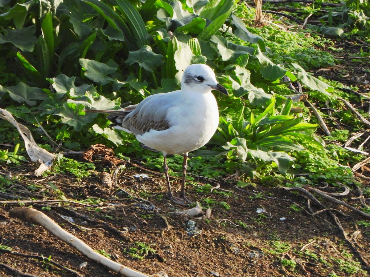 Mediterranean Gull - ML646502662