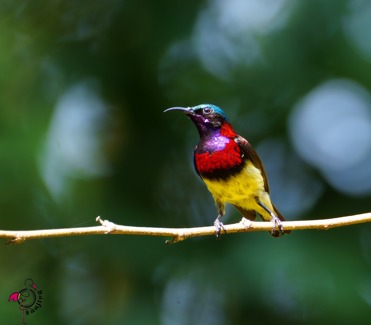Crimson-backed Sunbird - ML646502665